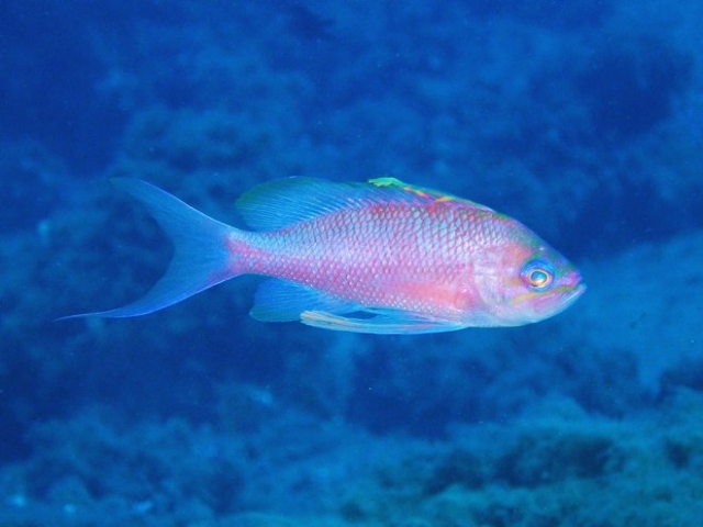 Pez en el agua